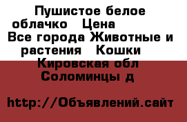 Пушистое белое облачко › Цена ­ 25 000 - Все города Животные и растения » Кошки   . Кировская обл.,Соломинцы д.